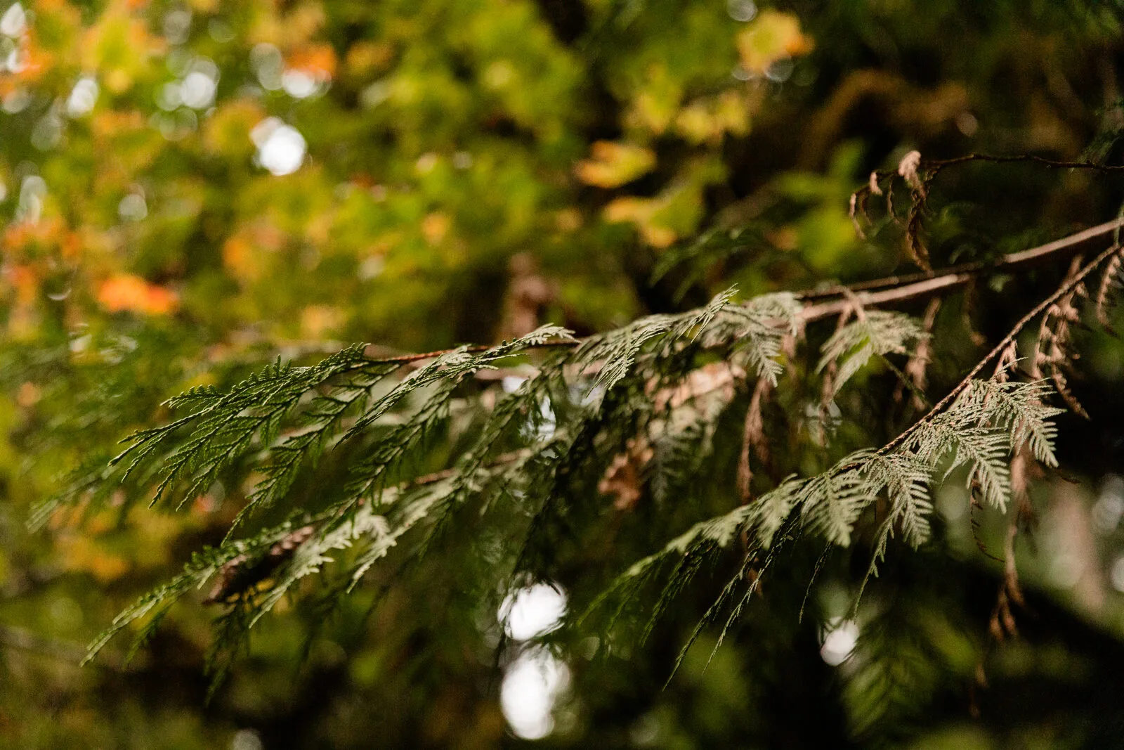 Half an acre of cedar and fir
